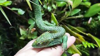 The Real Of Dragon