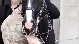 Horse shows love to soldier  thekingsguard dylanthompsonmusic kingsguard 2
