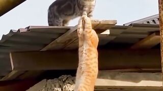 Fun   masti    FunVideo  funnyreels 191