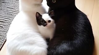 Cat Fun   masti    FunVideo  funnyreels
