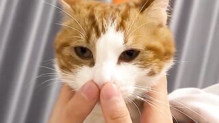 Cat Funny Video 7