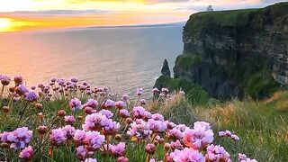 flowers  its