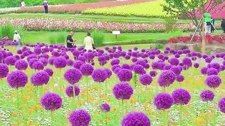 Very beautiful flowers