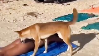 Dog attack girl