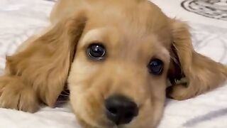 Dog Style