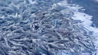 Paket lengkap untuk Petambak UDANG dan LOBSTER air tawar agar panen melimpah