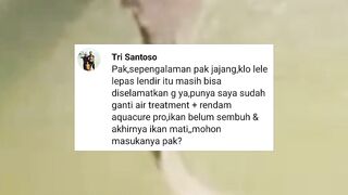 Jangan nunggu ikan lele sakit baru beli obat, karena mengobati lele itu harus gercep