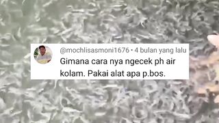 Cara cek pH air kolam TDS dan suhu air kolam, stabil atau tidak