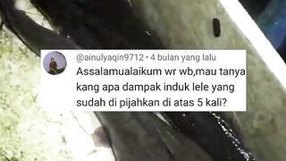 Ini dampaknya jika indukan lele sering dipijahkan dan tak cukup istirahat