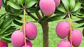 Mango Trees Are Easier to Propagate Than You