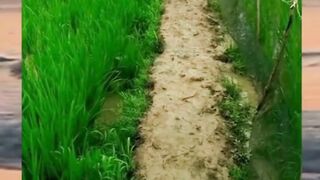 jalan jalan sore