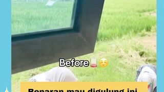 Cabut rumput atau Ngupas bumi
