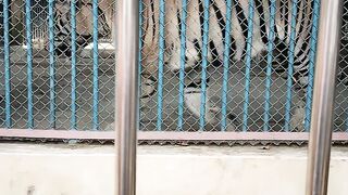 Mirpur Zoo