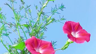 Flowers combo