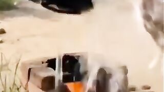 The Dog jump into the hottest  oil bowl