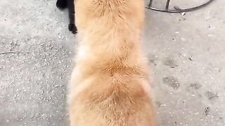 Fun   masti    FunVideo  funnyreels 193