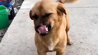 Fun   masti    FunVideo  funnyreels 196
