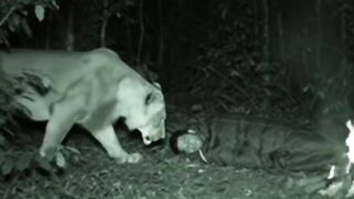 CC TV footage lion