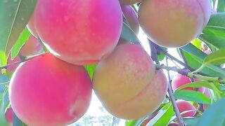 Fruit trees