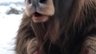 A muskox infected with parasites was rescued