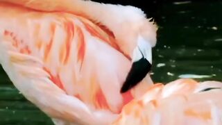 Beautiful Relaxing Music Stress Relief