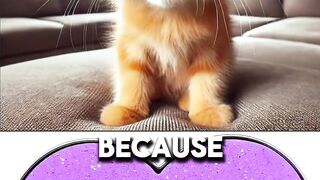 Little Cat video