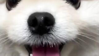 dog cat trio cute friends pet pets animals love (1) 3