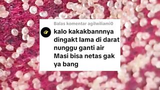Kakaban paranet vs Kakaban ijuk bagus mana