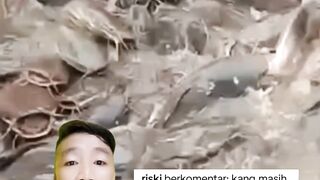 Apakah induk lele BETINA bisa hamil gendong telur kalau dipisah dengan jantan