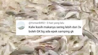 Ngasih makan lele sehari lebih dari 3x boleh atau tidak, dan apa dampaknya