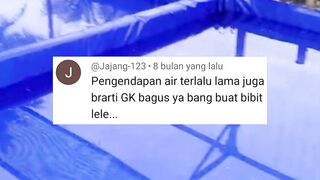 Pengendapan air kolam sebelum tebar bibit lele berapa hari