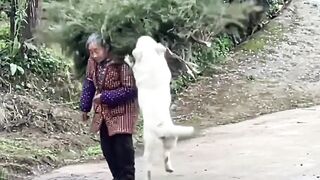 When a Dog Has More Kindness Than Most