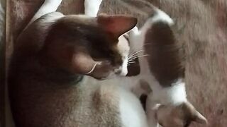 New caty video