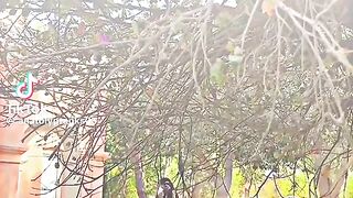 Video viral kero please
