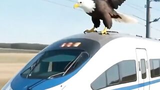 How eagle save all train passenger