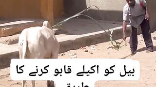 بیل کو قابو کرنے کا طریقہ