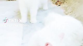 My lovely cat 2