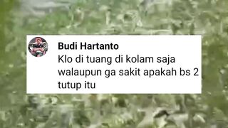 Sekiranya ikan lele gak sakit, jangan boros-boros obat