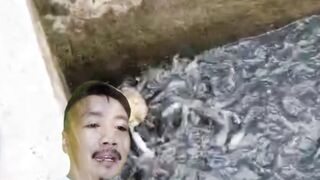 Konsekuensi budidaya lele dengan pakan alternatif