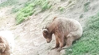 lahore zoo pinjra naraz dost
