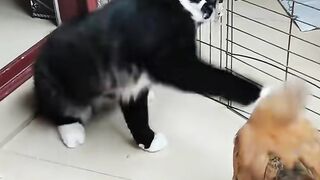Animal funny video 11