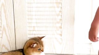 Kids and cat very funny moment