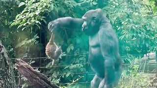 Gorilla funny video