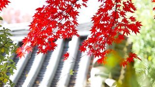 سعر سايتوتك في الدمام 966554674934