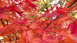 سعر سايتوتيك الدمام 966554674934