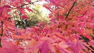 966554674934 حبوب سايتوتك في ابها