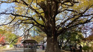 966554674934 حبوب سايتوتك في خميس مشيط