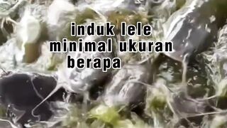 Berapa ukuran minimal kolam indukan lele