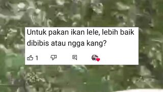Pelet itu sebaiknya dibibis dulu atau tidak perlu