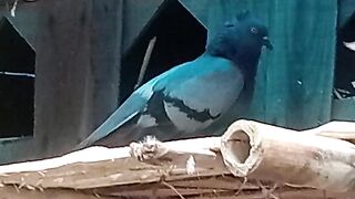 Birds lover,kobutor lover